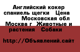 Английский кокер спаниель щегки › Цена ­ 15 000 - Московская обл., Москва г. Животные и растения » Собаки   